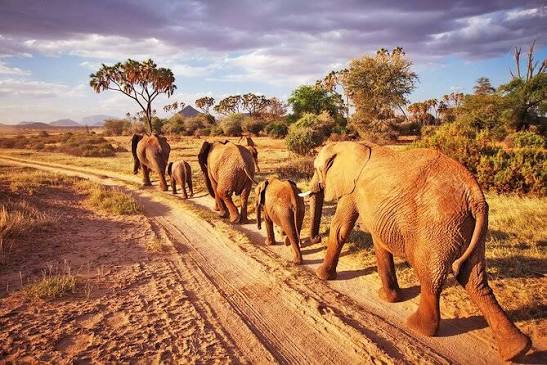 Tsavo